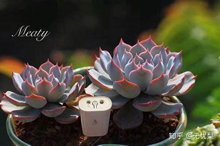 盆栽花卉如何正确使用生物有机肥