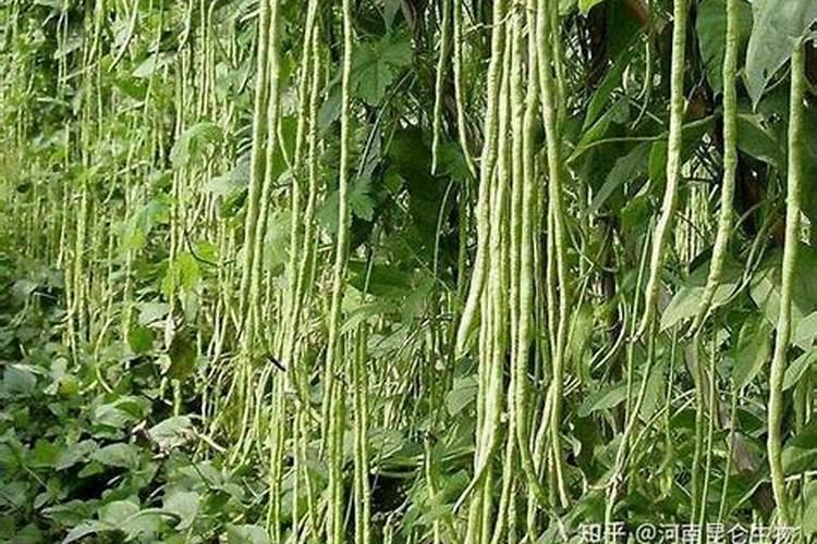 金硫氮肥的效果怎么样啊