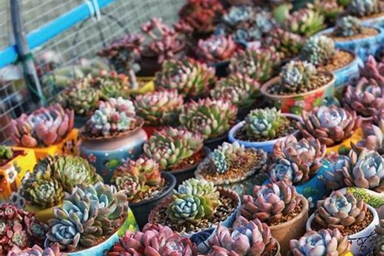 多肉植物如何施肥,多肉植物肥料自制方法