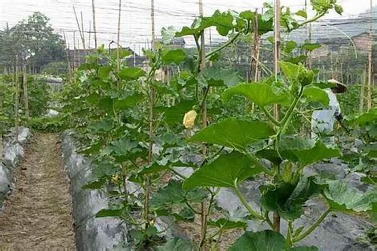 为什么草木灰不宜于用作氮肥的铵盐混和使用