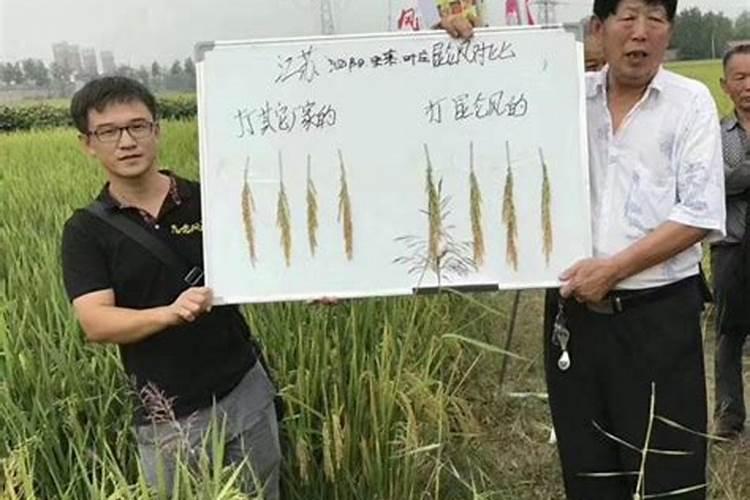 水溶肥知名品牌有哪些？