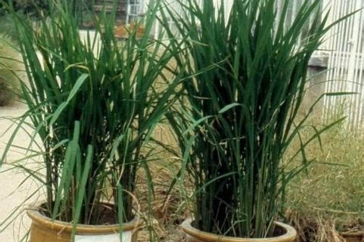 塑料大棚春连秋茬辣椒肥水管理上应掌握哪些要点？