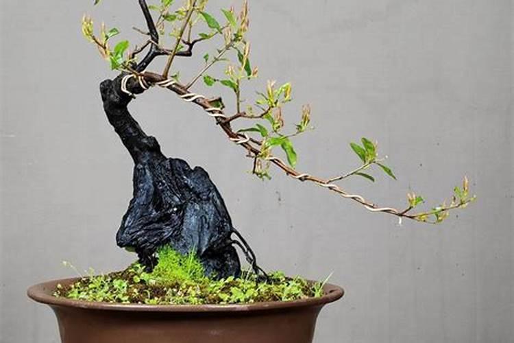 生姜种植一亩地用多少化肥？