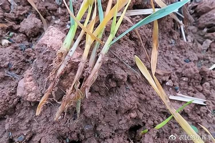 小麦高产水溶肥怎么用？合适的用量是多少