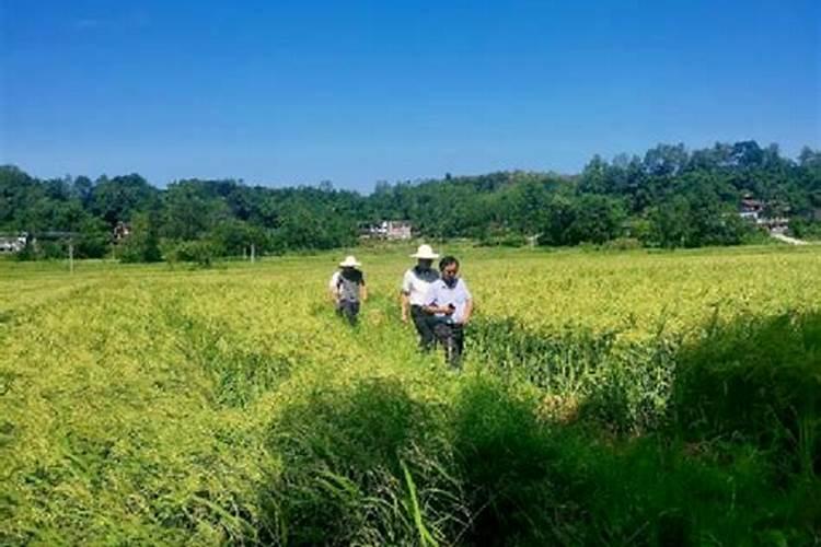 研制果树的专用肥的方法是什么？
