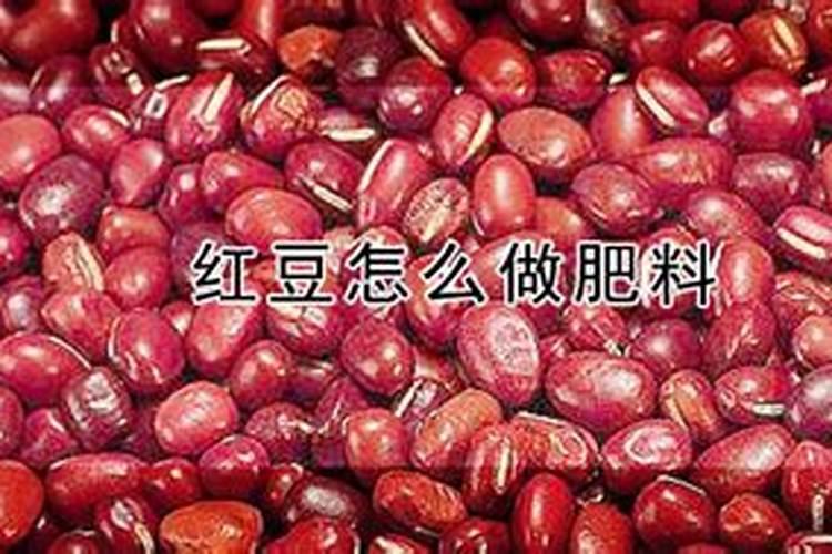 山红豆如何养