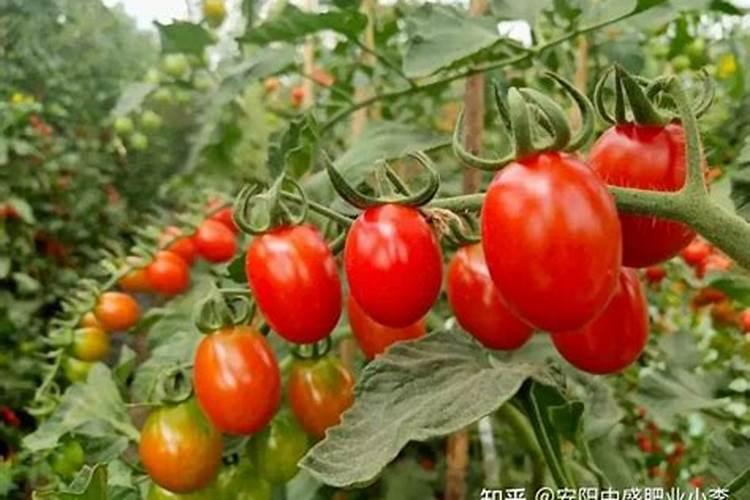 当进行黄瓜栽苗工作时用什么独特的肥料好