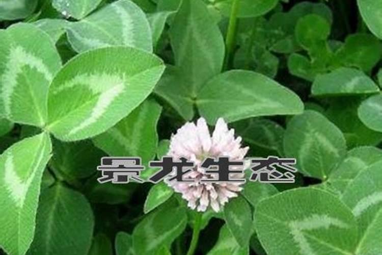 果园种植白三叶有什么好处 怎么种