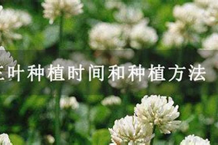 白三叶护坡种植应该怎么办？白三叶可以作为绿肥使用吗？