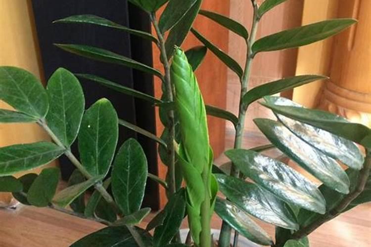 油茶树施什么肥比较好(种植油茶树施什么肥料长得快)