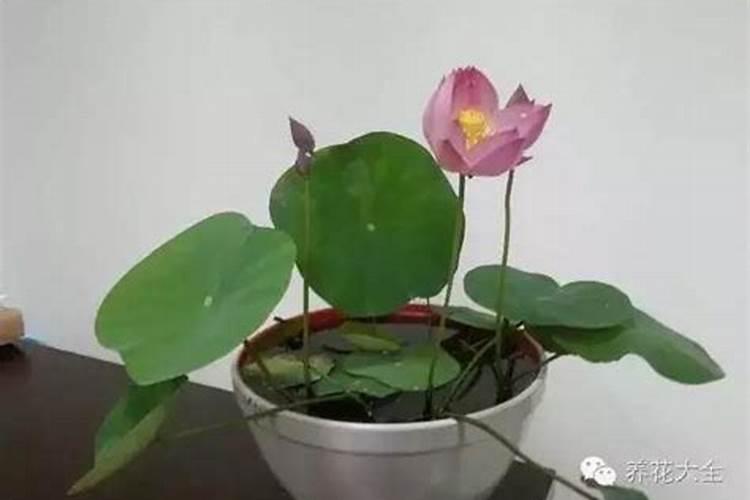俄罗斯红钾肥可以浇菜吗