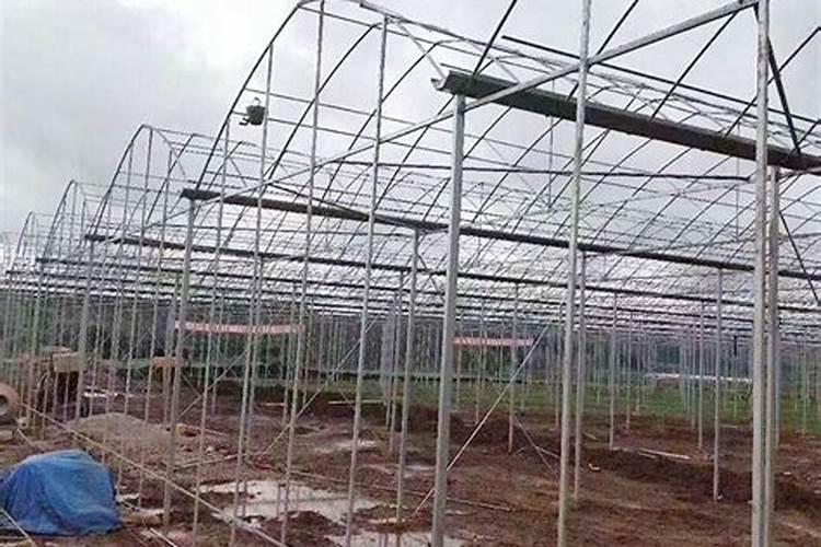 白车轴草花可以放家里养吗？