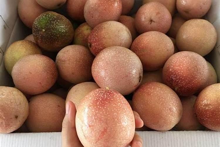 微量元素肥料哪家好