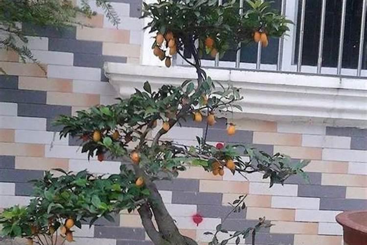 阳台可以种植金弹子吗？
