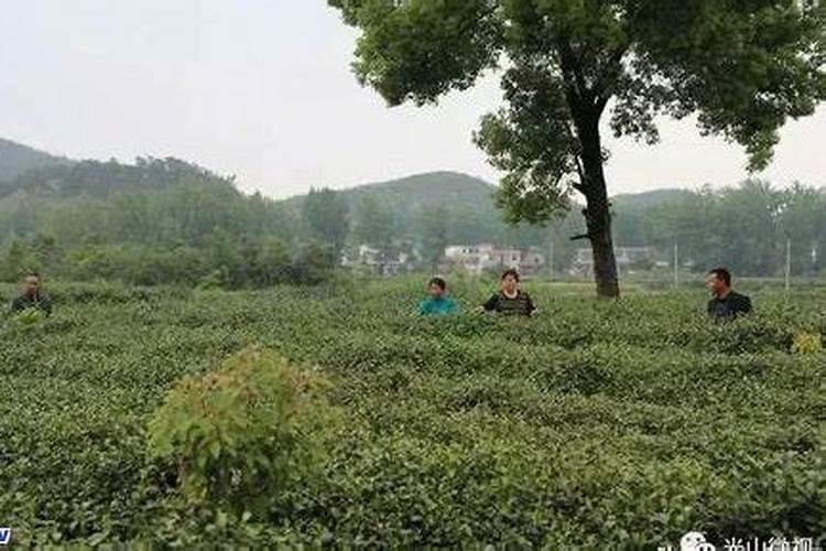 茶叶用什么肥料最好