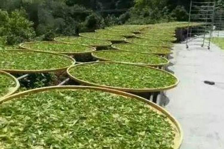 茶叶底肥放什么肥好(底肥施用方法)