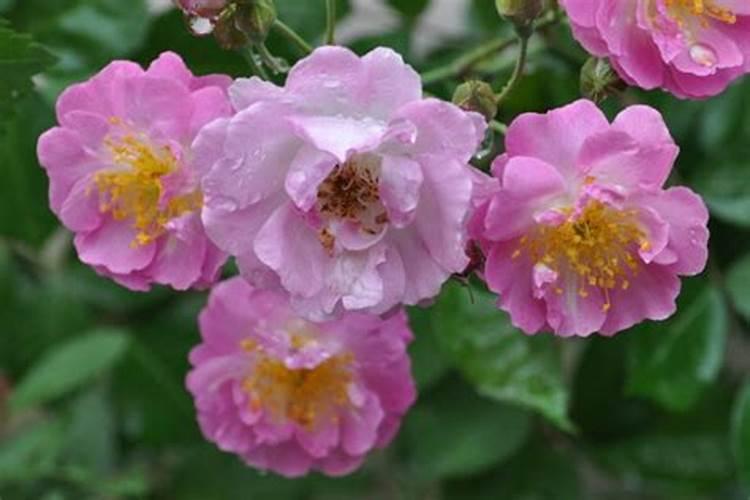 蔷薇花施肥施什么肥料