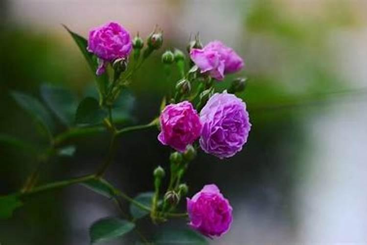 蔷薇花春天怎么施肥