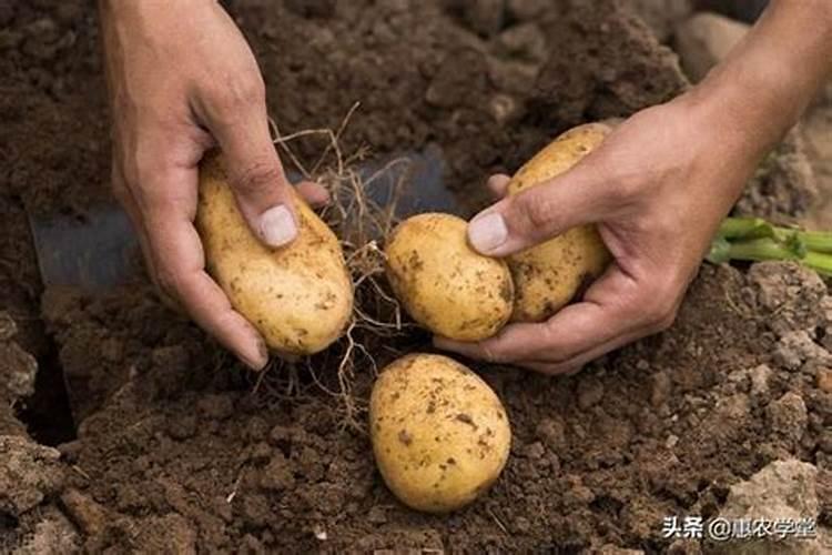 土豆促花保果根茎块膨大素？土豆用什么肥料产量高？