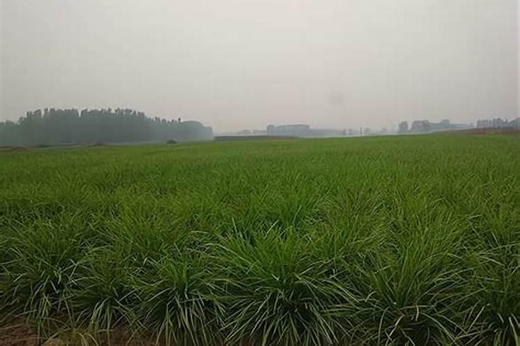 喜满地水溶肥在网上可以买到吗？