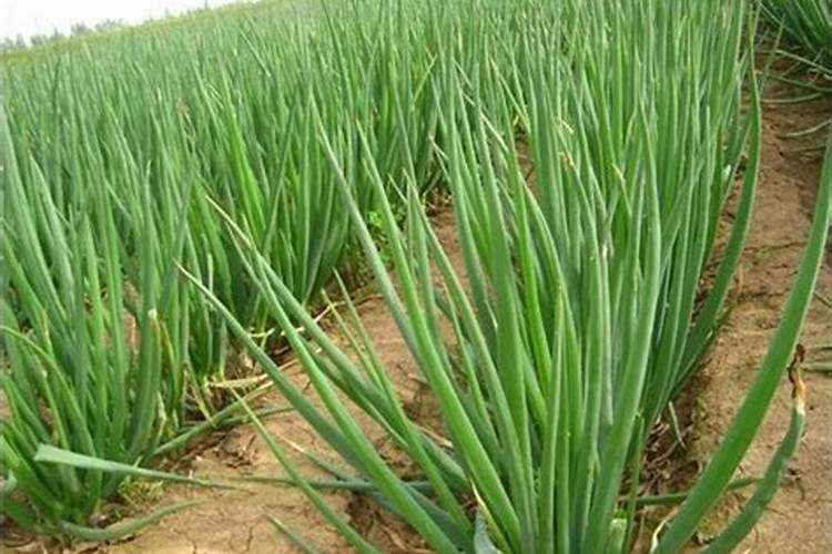 室内养花用什么肥料好、开花植物用什么肥料好