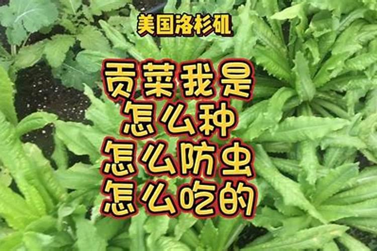 贡菜的种植方法？