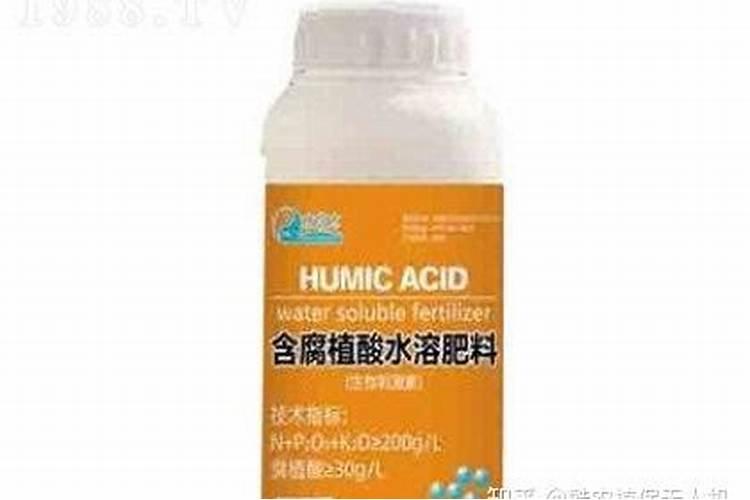 菩提根有什么寓意