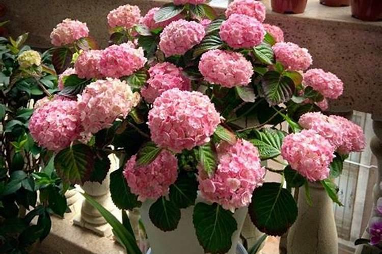 种植苹果树时该怎么掌握浇水频率？