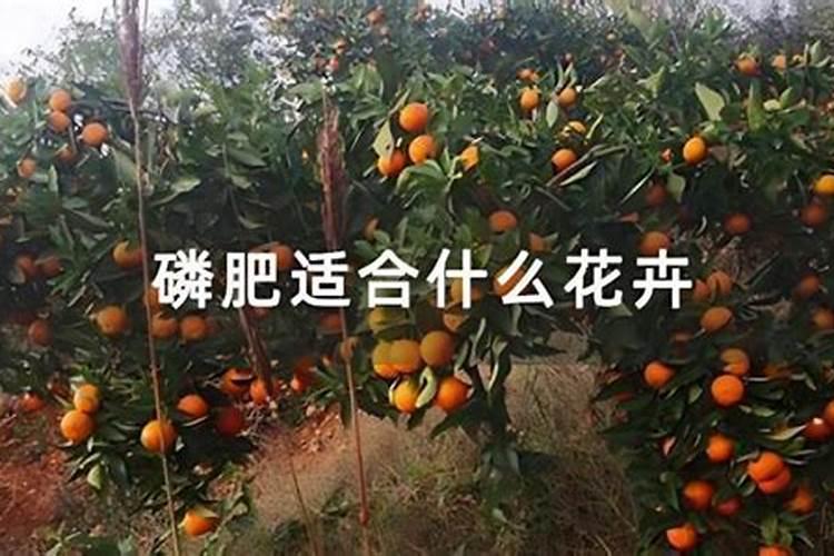 磷肥用于什么农作物 附使用方法