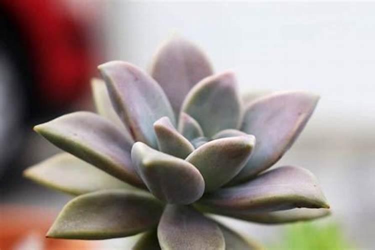植物缺了氮肥,磷肥和钾肥会怎么样,分别举例说明。