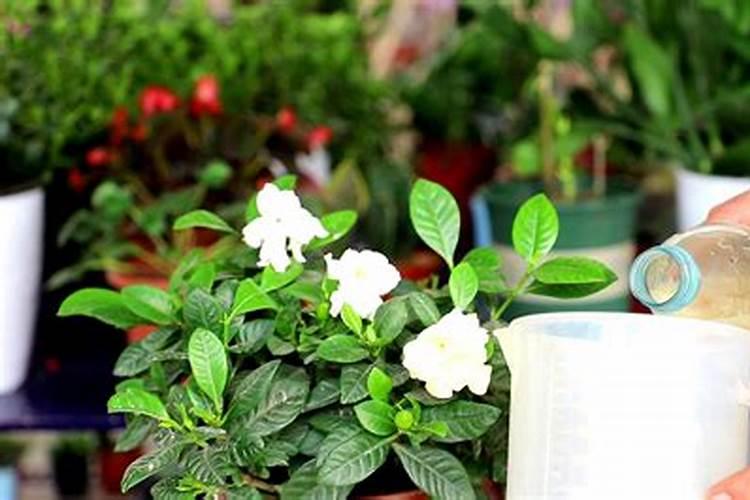 磷肥可以兑水浇花吗 磷肥对花卉的作用是什么