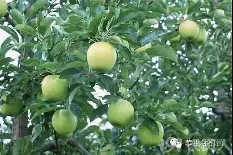 苹果树施钾肥正当时