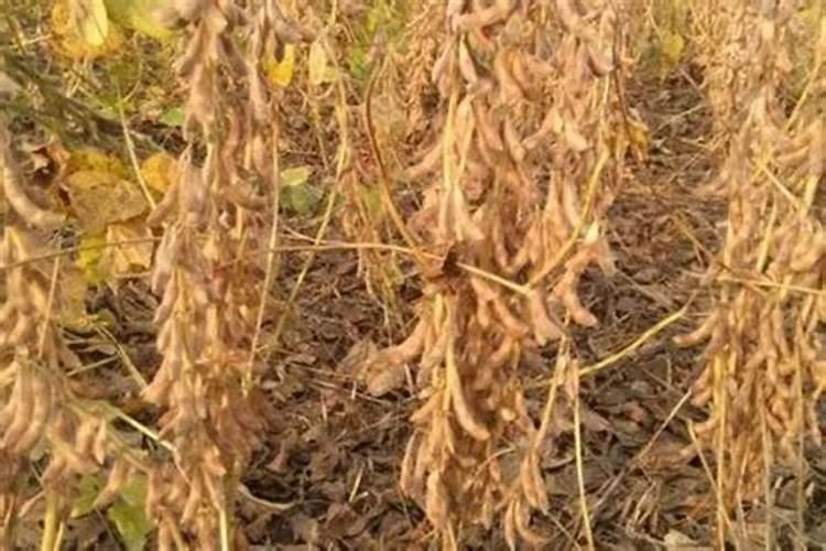 腐熟的黄豆是什么肥