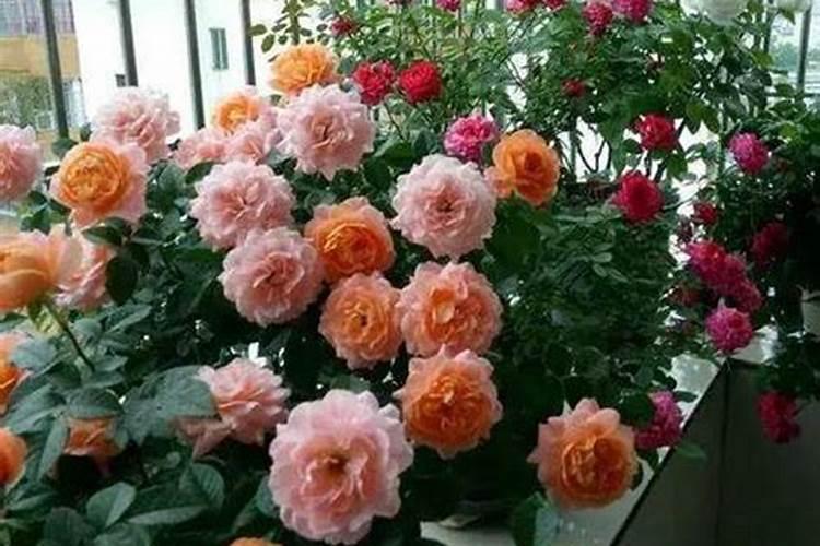 甲维盐防治蚜虫吗