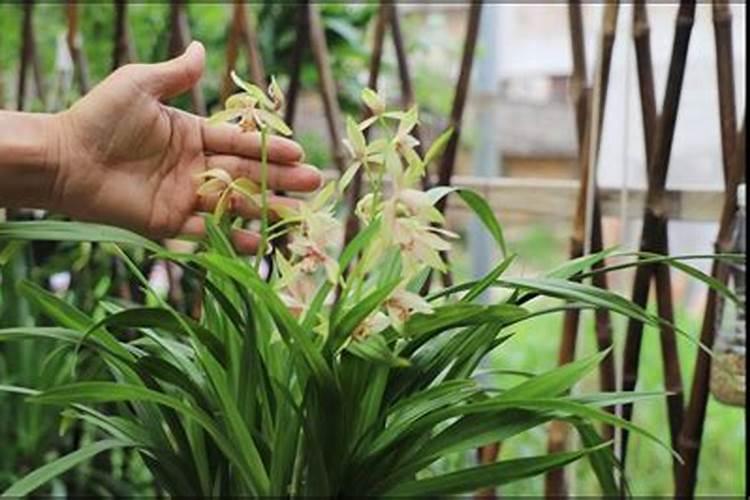种植西瓜用什么肥料最佳？不同生长阶段,巧施肥料
