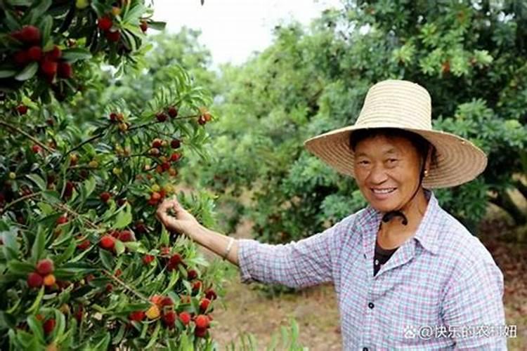 石榴开花前施什么肥？