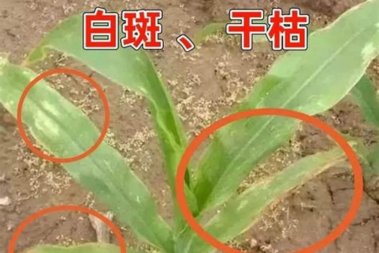 玉米中了药害打什么解药啊？各位老师说一下