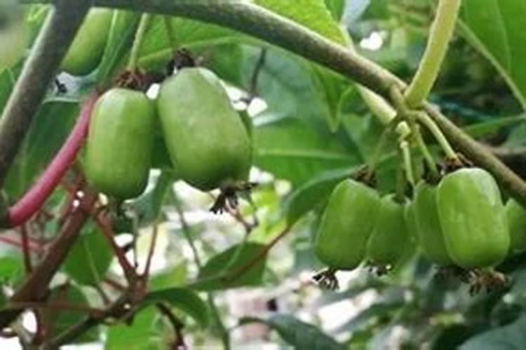 国外进口的叶面肥品牌都有哪些