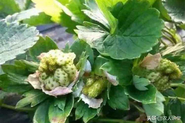 荔枝怎样保花保果