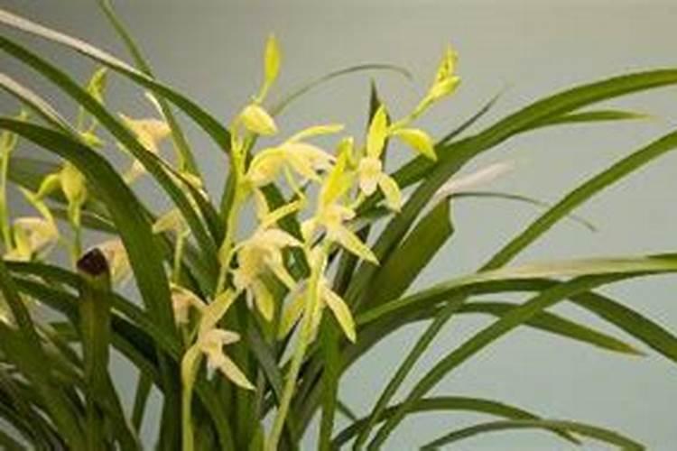 豆饼泡多长时间才能浇花？