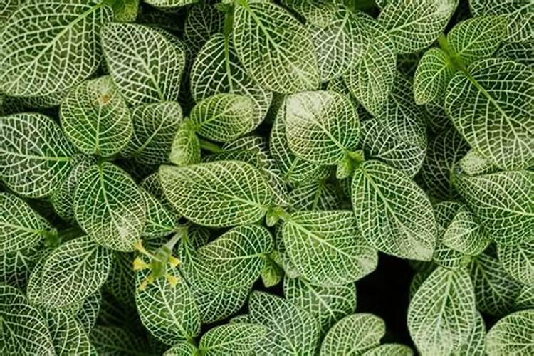 网纹草怎么施肥