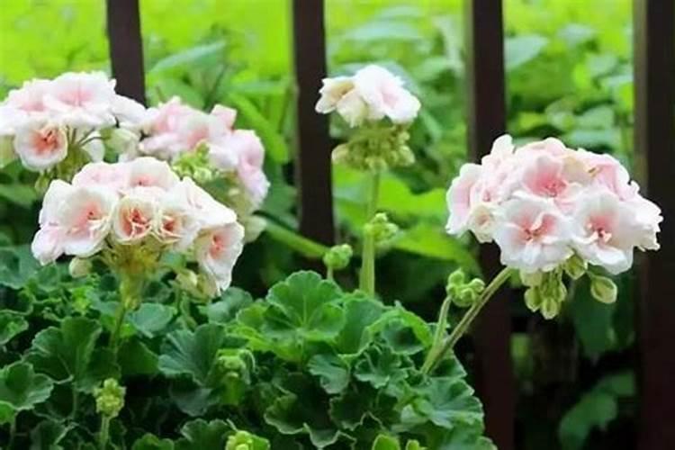 葡萄临近开花可以冲施肥料吗？