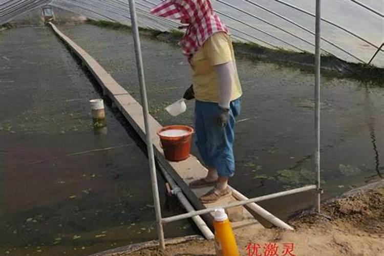 葡萄树开花时发现变蔫如何治疗