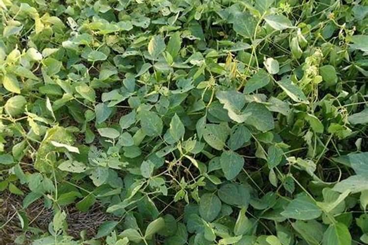 大豆肥料施用需要注意啥