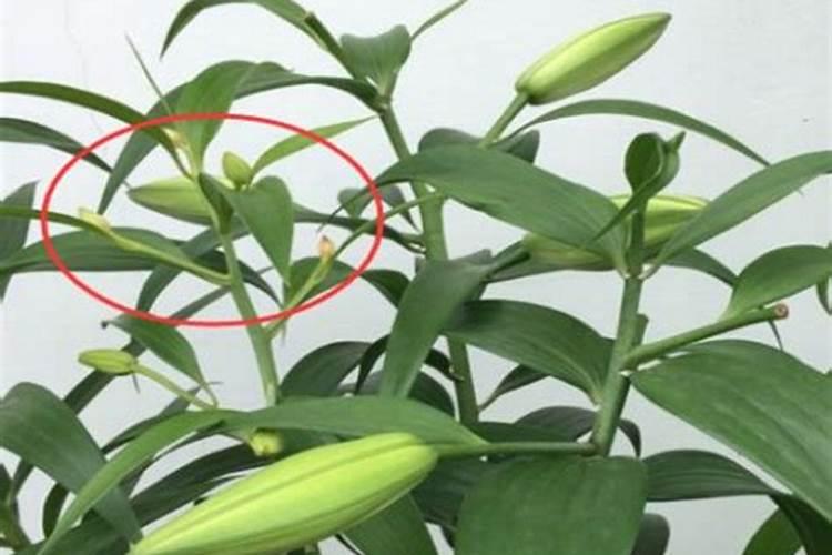 百合花长出花苞几天开花