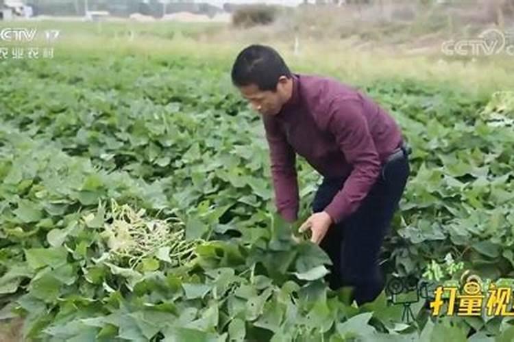 大量 元素水溶肥滴灌红薯可以吗一亩地用多少