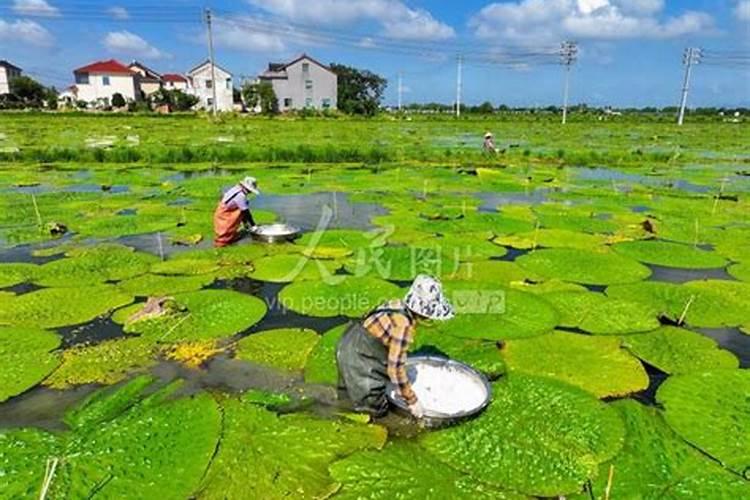 芡实怎么种植技术