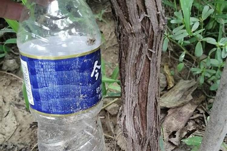荞麦茬种玉米,膜下滴灌为啥苗红不长？