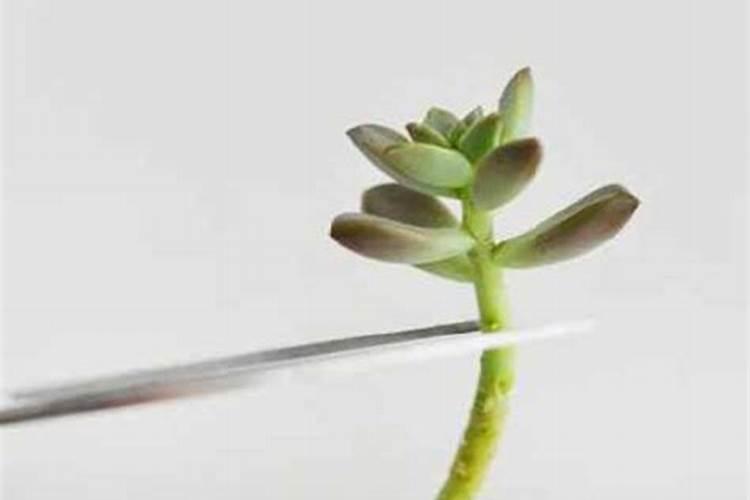 什么肥料促进茎叶生长