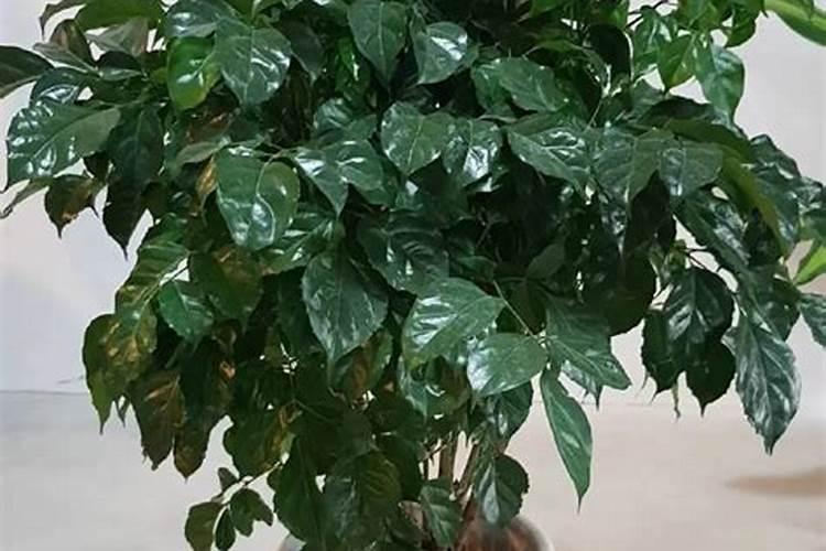 硼肥叶面喷施用量